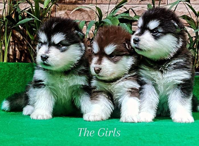 DogsIndia.com - Alaskan Malamute - Rahul