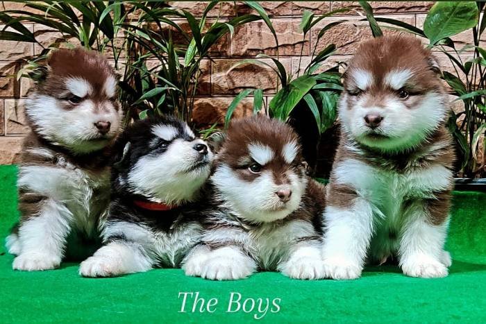 DogsIndia.com - Alaskan Malamute - Rahul