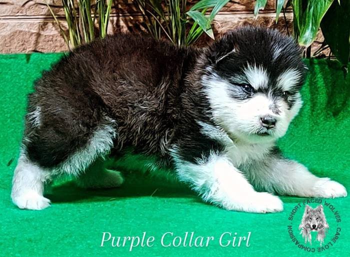 DogsIndia.com - Alaskan Malamute - Rahul