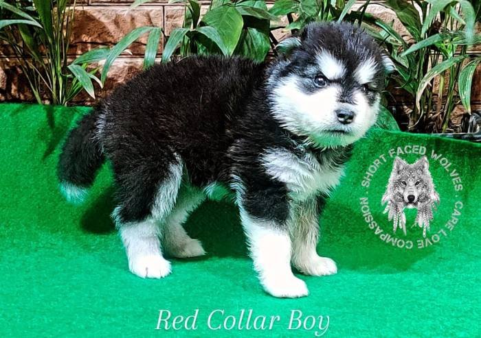 DogsIndia.com - Alaskan Malamute - Rahul