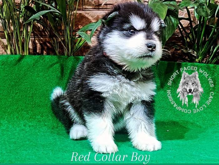 DogsIndia.com - Alaskan Malamute - Rahul