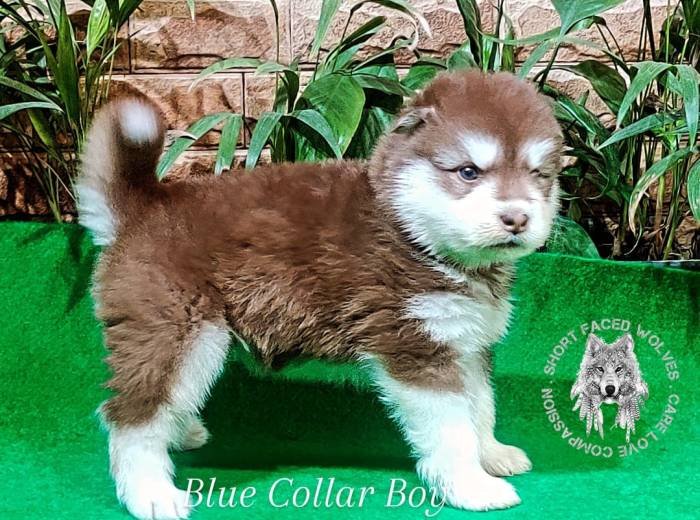DogsIndia.com - Alaskan Malamute - Rahul