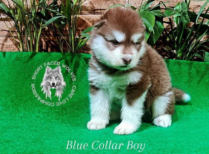 DogsIndia.com - Alaskan Malamute - Rahul