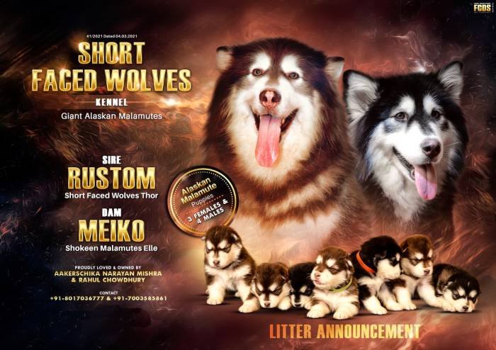 DogsIndia.com - Alaskan Malamute - Rahul