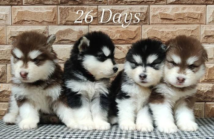 DogsIndia.com - Alaskan Malamute - Rahul