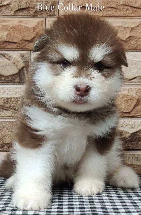 DogsIndia.com - Alaskan Malamute - Rahul