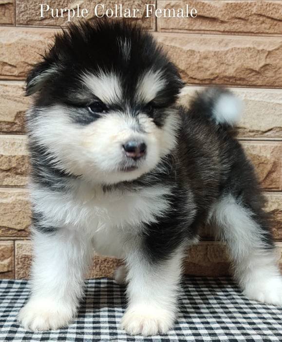 DogsIndia.com - Alaskan Malamute - Rahul