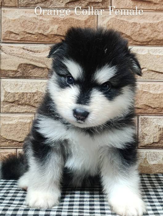 DogsIndia.com - Alaskan Malamute - Rahul
