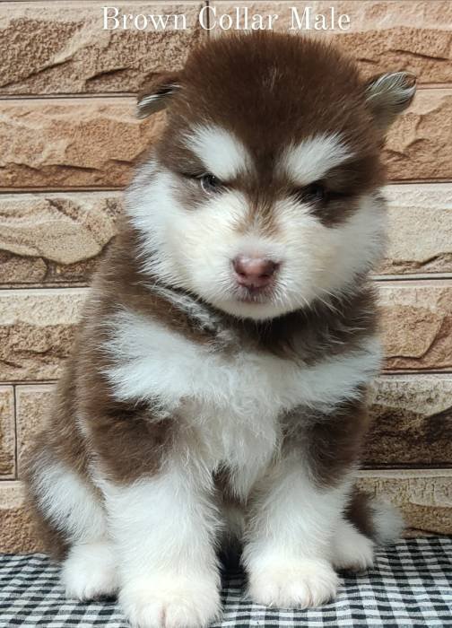 DogsIndia.com - Alaskan Malamute - Rahul