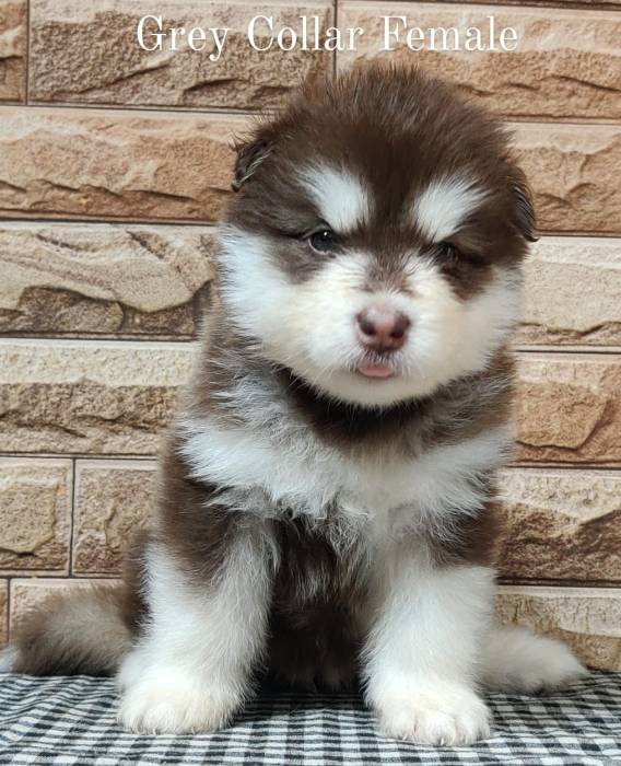 DogsIndia.com - Alaskan Malamute - Rahul