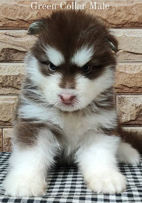 DogsIndia.com - Alaskan Malamute - Rahul