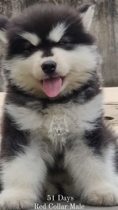 DogsIndia.com - Alaskan Malamute - Rahul