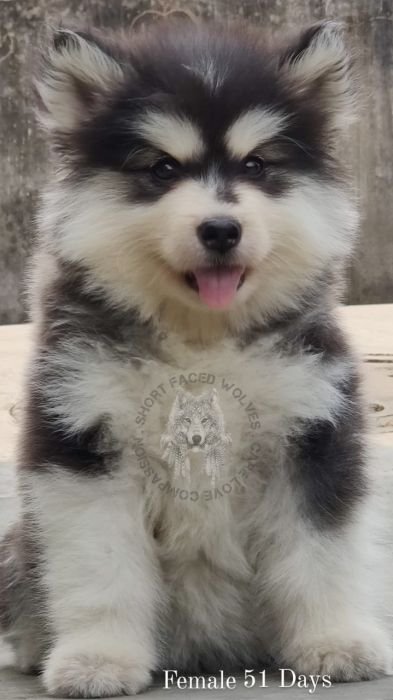 DogsIndia.com - Alaskan Malamute - Rahul