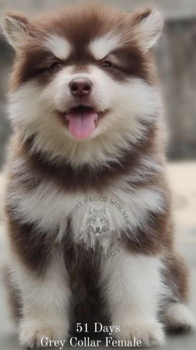 DogsIndia.com - Alaskan Malamute - Rahul