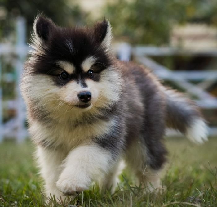 DogsIndia.com - Alaskan Malamute - Rahul