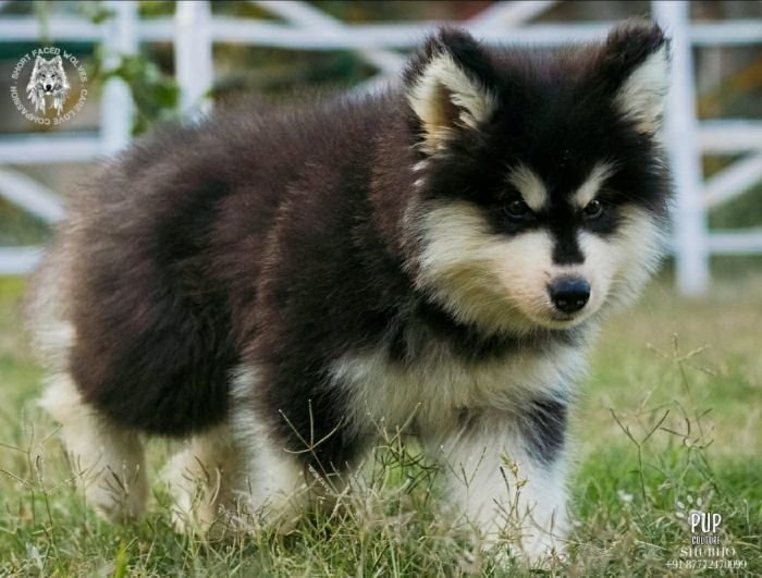 DogsIndia.com - Alaskan Malamute - Rahul