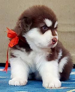 DogsIndia.com - Alaskan Malamute - Vikrant Shokeen