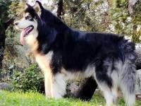 DogsIndia.com - Alaskan Malamute - Vikrant Shokeen