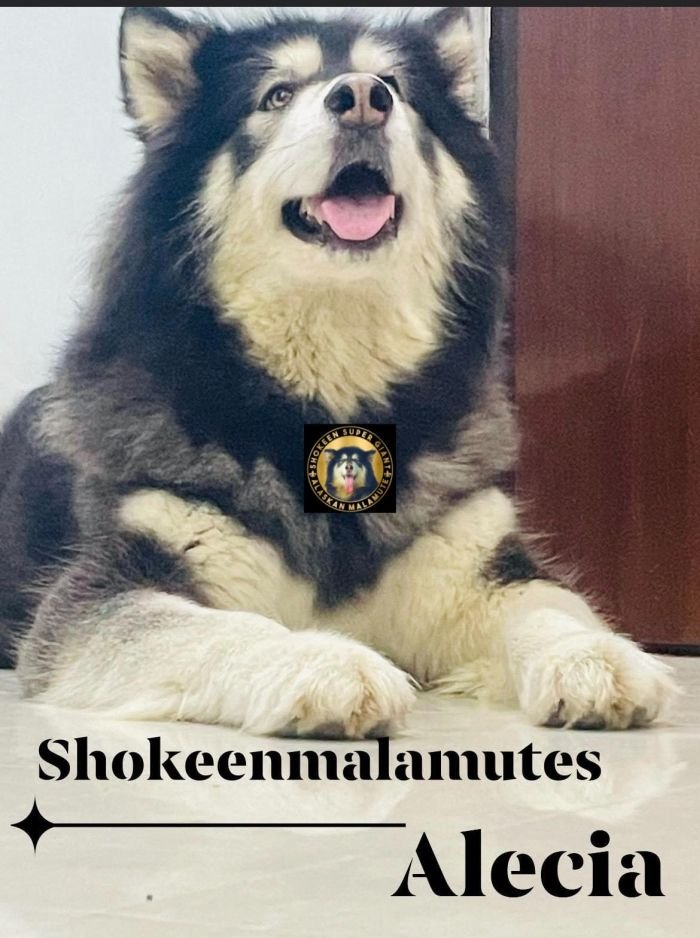 DogsIndia.com - Alaskan Malamute - Vikrant Shokeen