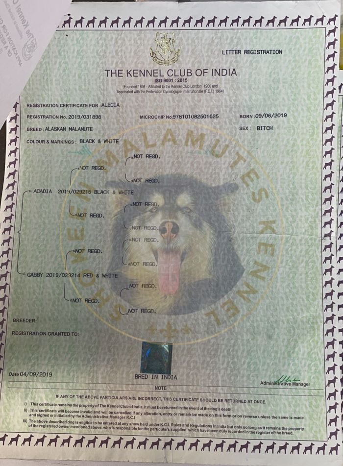 DogsIndia.com - Alaskan Malamute - Vikrant Shokeen