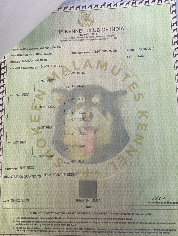 DogsIndia.com - Alaskan Malamute - Vikrant Shokeen