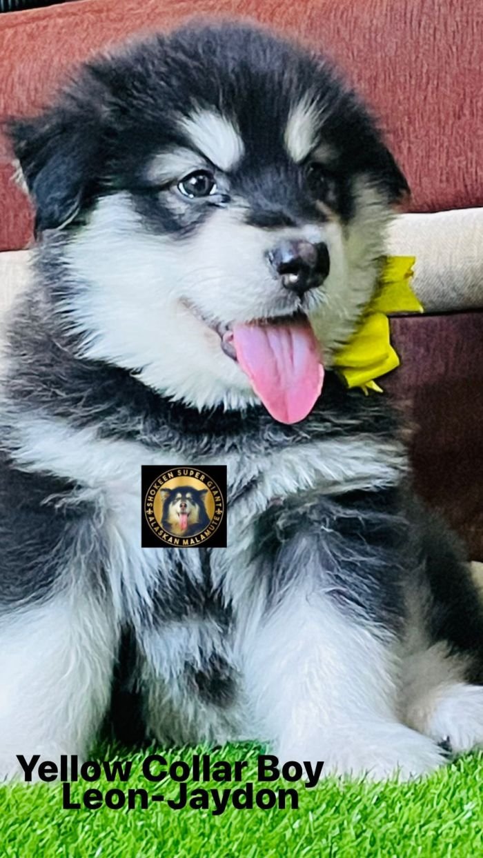 DogsIndia.com - Alaskan Malamute - Vikrant Shokeen