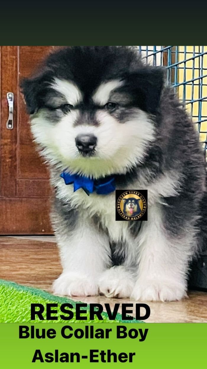 DogsIndia.com - Alaskan Malamute - Vikrant Shokeen