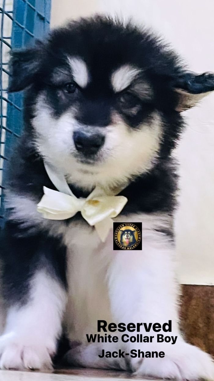 DogsIndia.com - Alaskan Malamute - Vikrant Shokeen