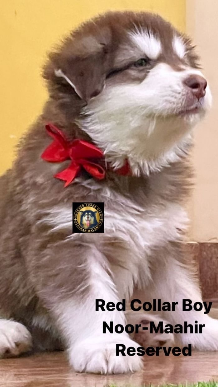 DogsIndia.com - Alaskan Malamute - Vikrant Shokeen