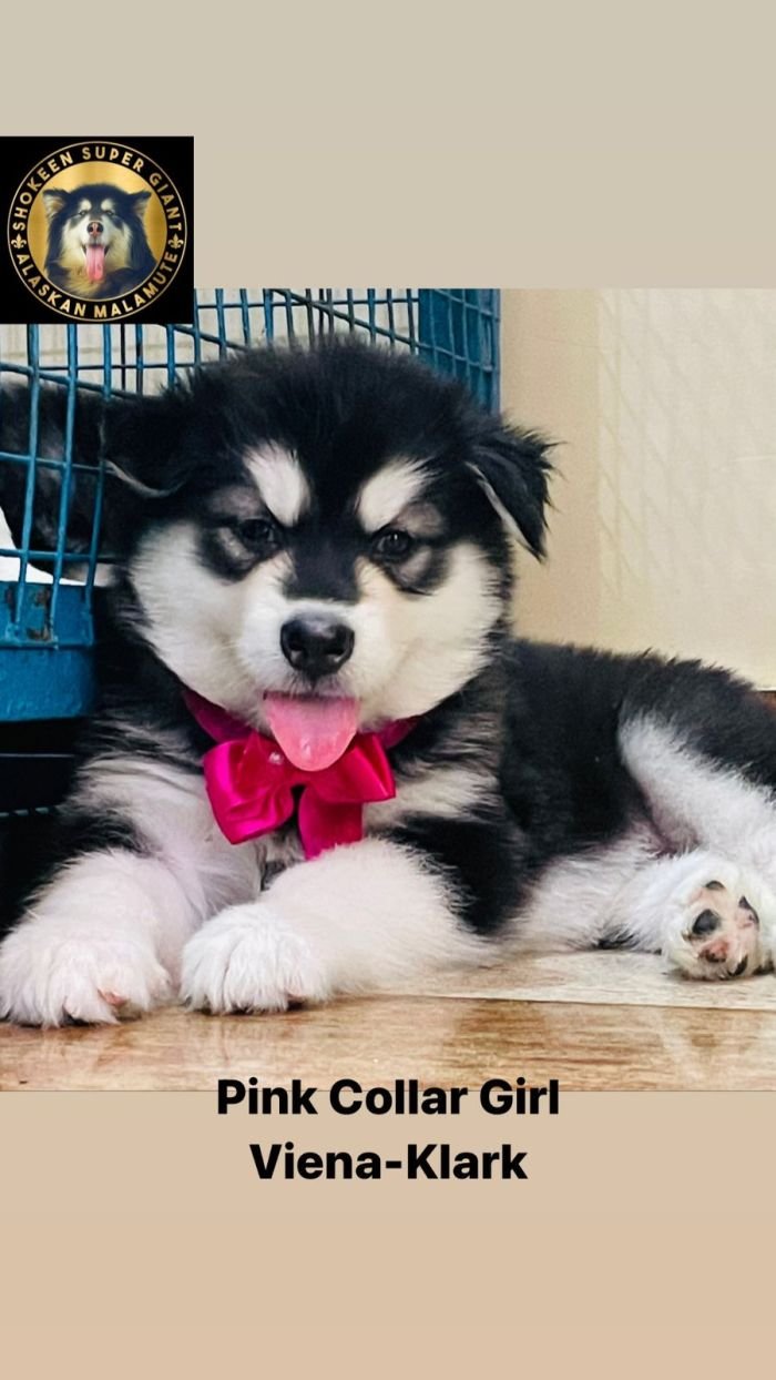 DogsIndia.com - Alaskan Malamute - Vikrant Shokeen