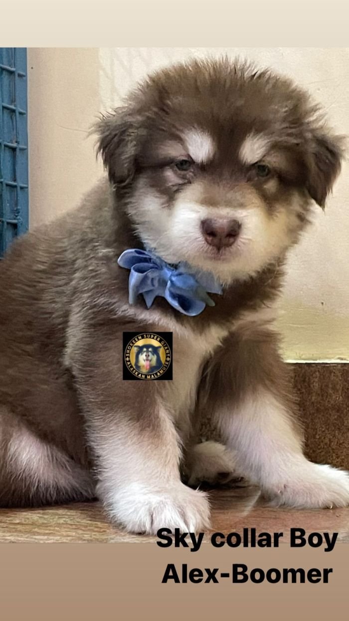 DogsIndia.com - Alaskan Malamute - Vikrant Shokeen