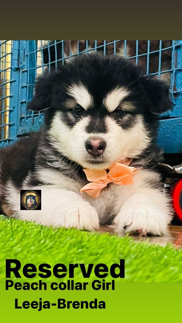 DogsIndia.com - Alaskan Malamute - Vikrant Shokeen