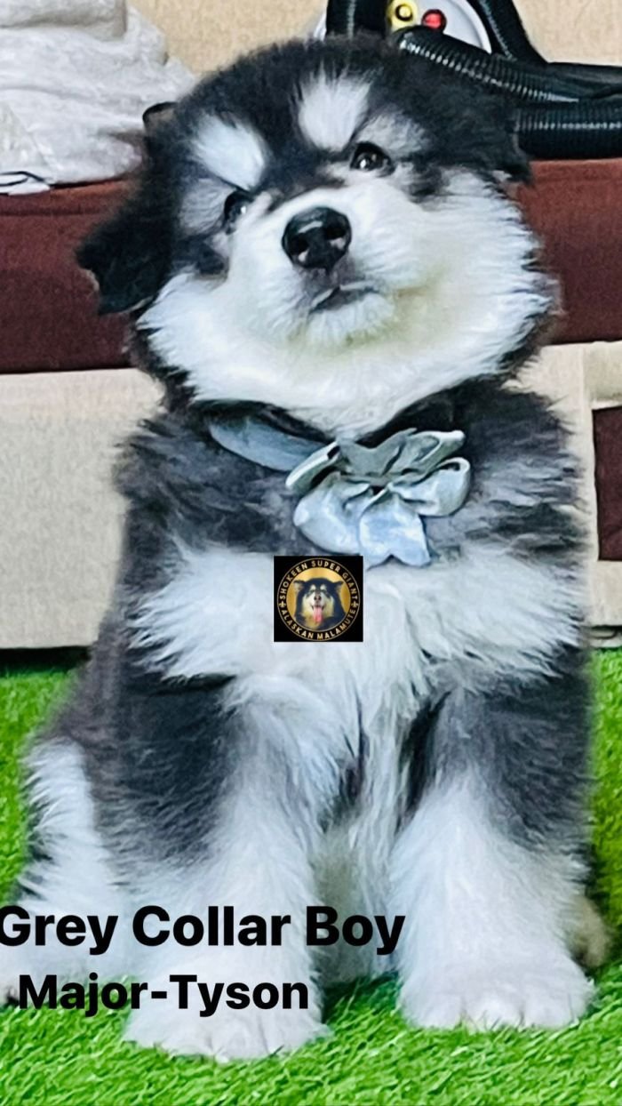 DogsIndia.com - Alaskan Malamute - Vikrant Shokeen