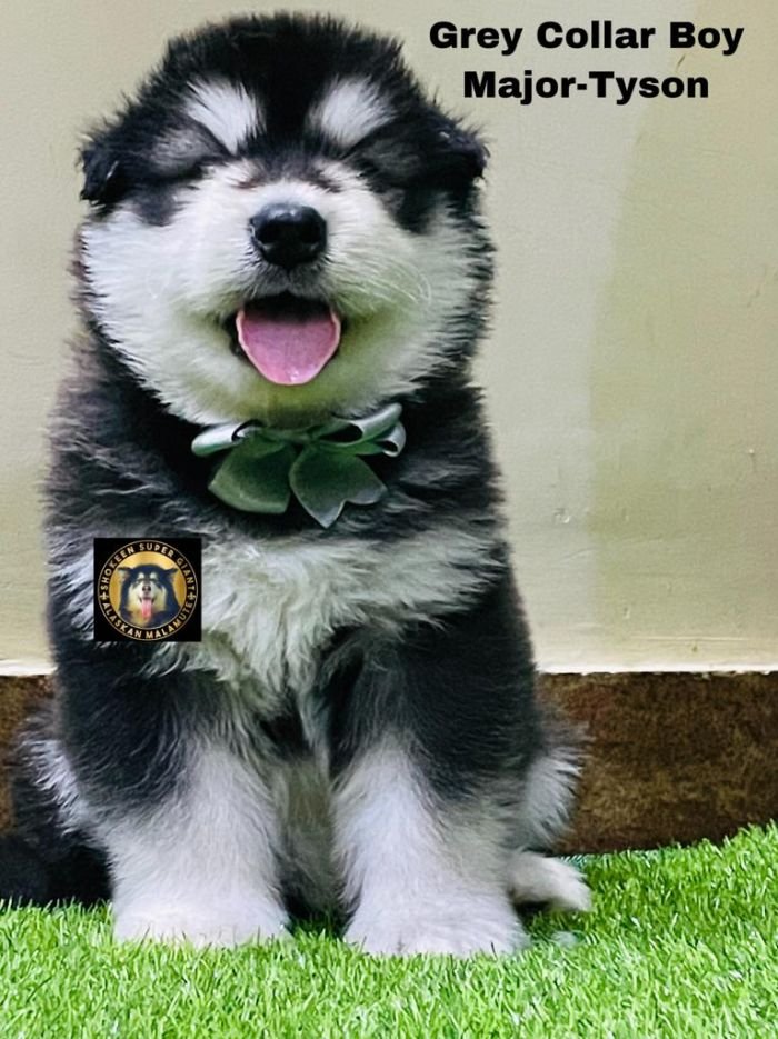 DogsIndia.com - Alaskan Malamute - Vikrant Shokeen