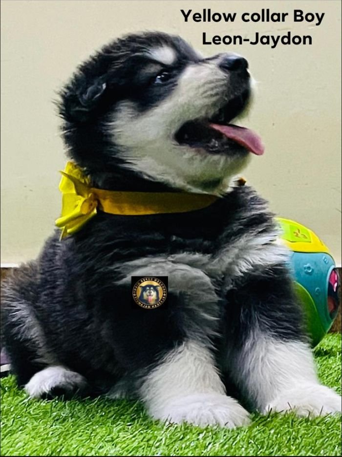 DogsIndia.com - Alaskan Malamute - Vikrant Shokeen