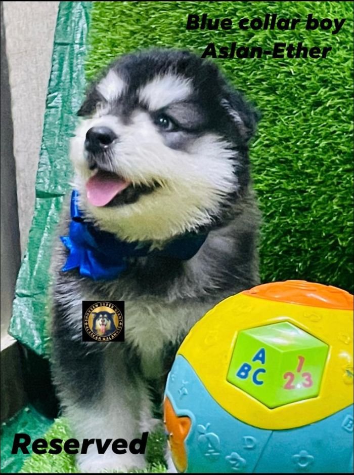 DogsIndia.com - Alaskan Malamute - Vikrant Shokeen
