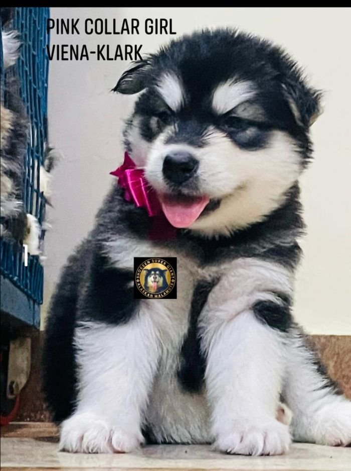 DogsIndia.com - Alaskan Malamute - Vikrant Shokeen