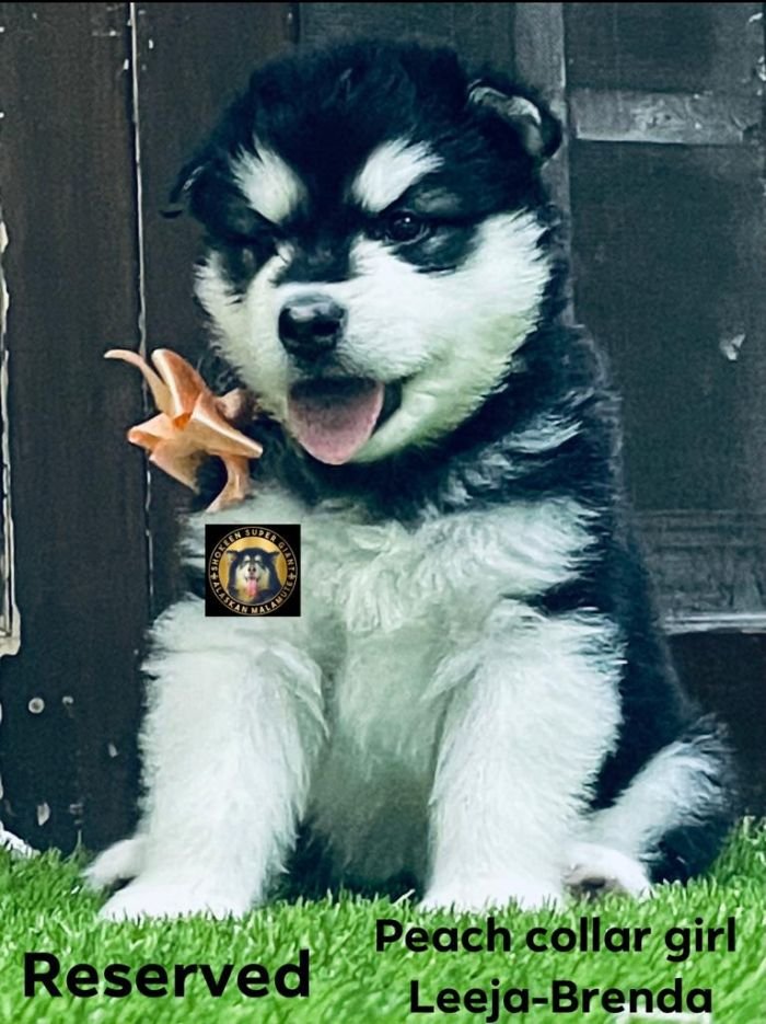 DogsIndia.com - Alaskan Malamute - Vikrant Shokeen