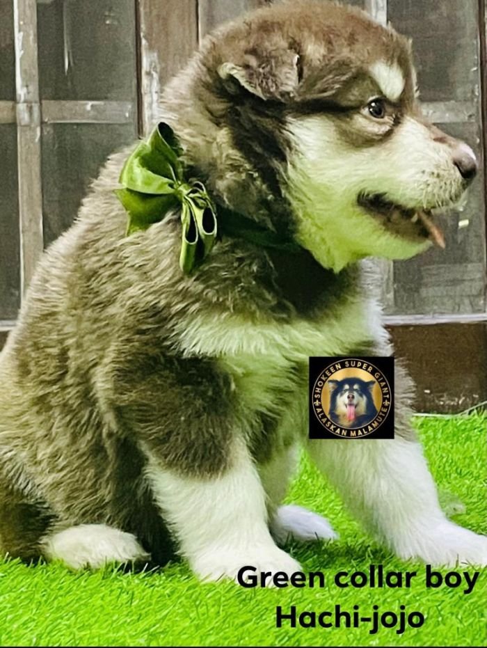 DogsIndia.com - Alaskan Malamute - Vikrant Shokeen