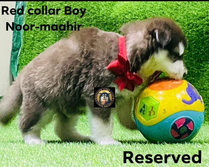 DogsIndia.com - Alaskan Malamute - Vikrant Shokeen