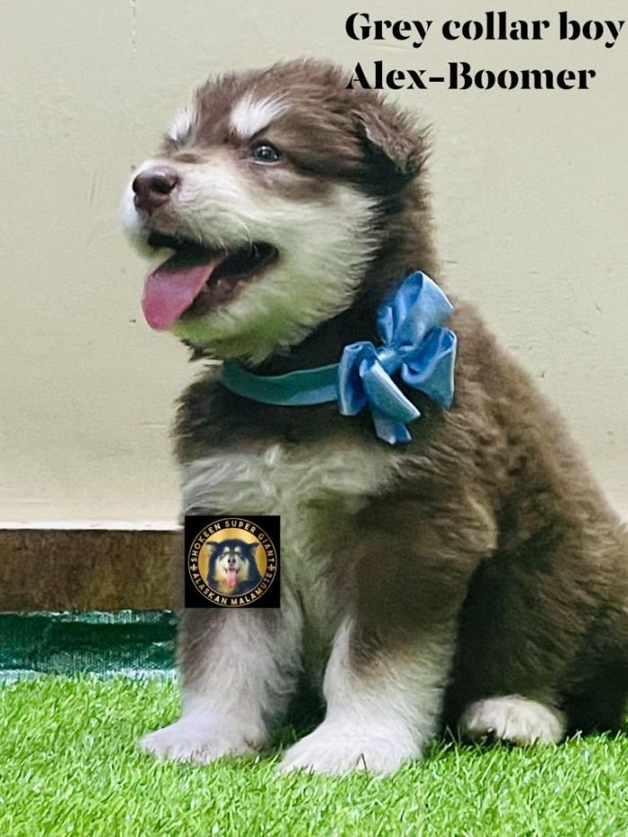 DogsIndia.com - Alaskan Malamute - Vikrant Shokeen