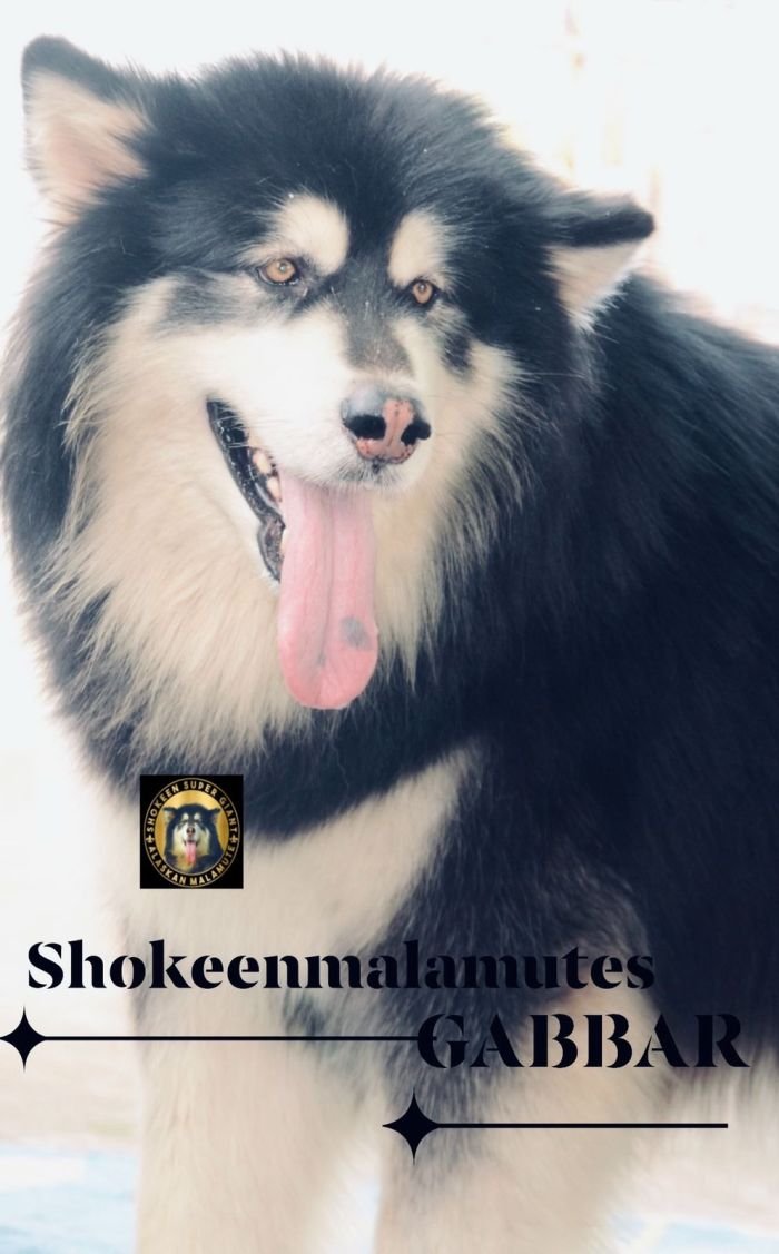 DogsIndia.com - Alaskan Malamute - Vikrant Shokeen