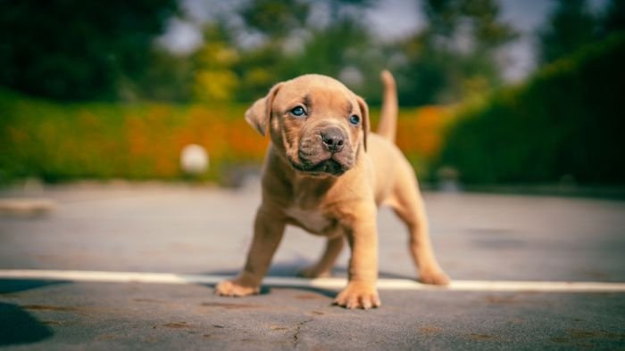 DogsIndia.com - American Bully - Mr.Manju