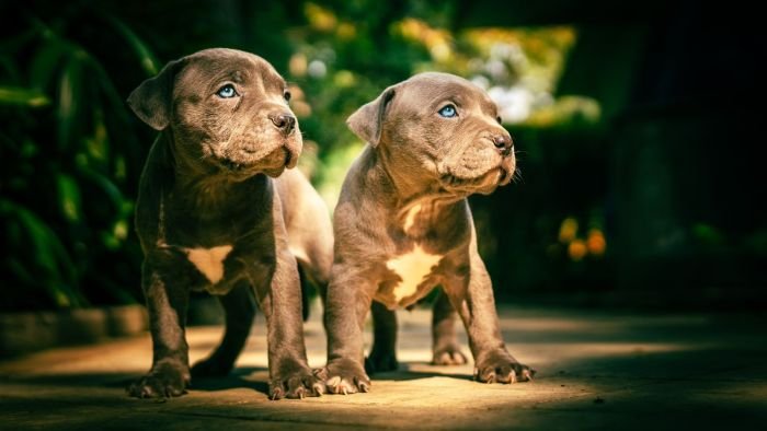 DogsIndia.com - American Bully - Mr.Manju
