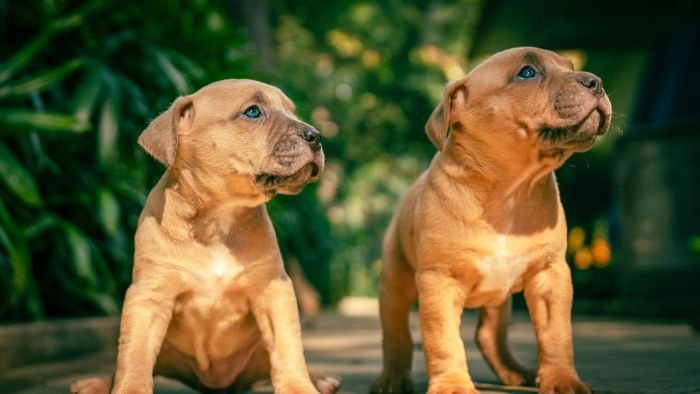 DogsIndia.com - American Bully - Mr.Manju