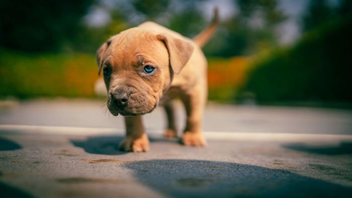 DogsIndia.com - American Bully - Mr.Manju