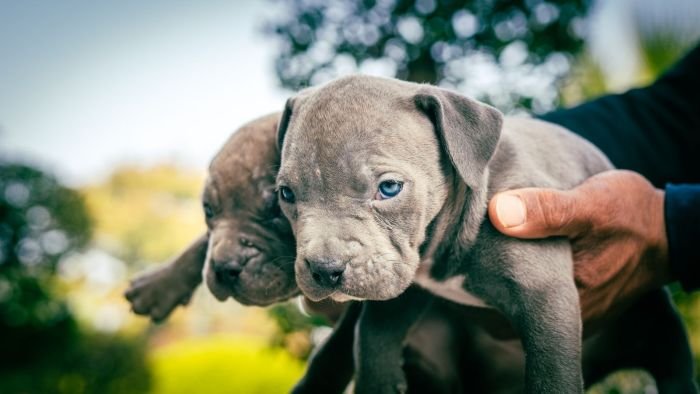 DogsIndia.com - American Bully - Mr.Manju
