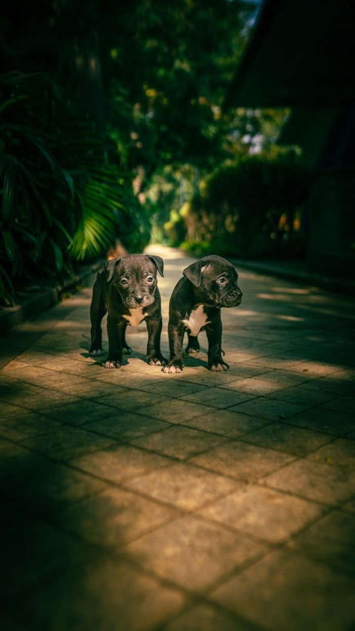 DogsIndia.com - American Bully - Mr.Manju