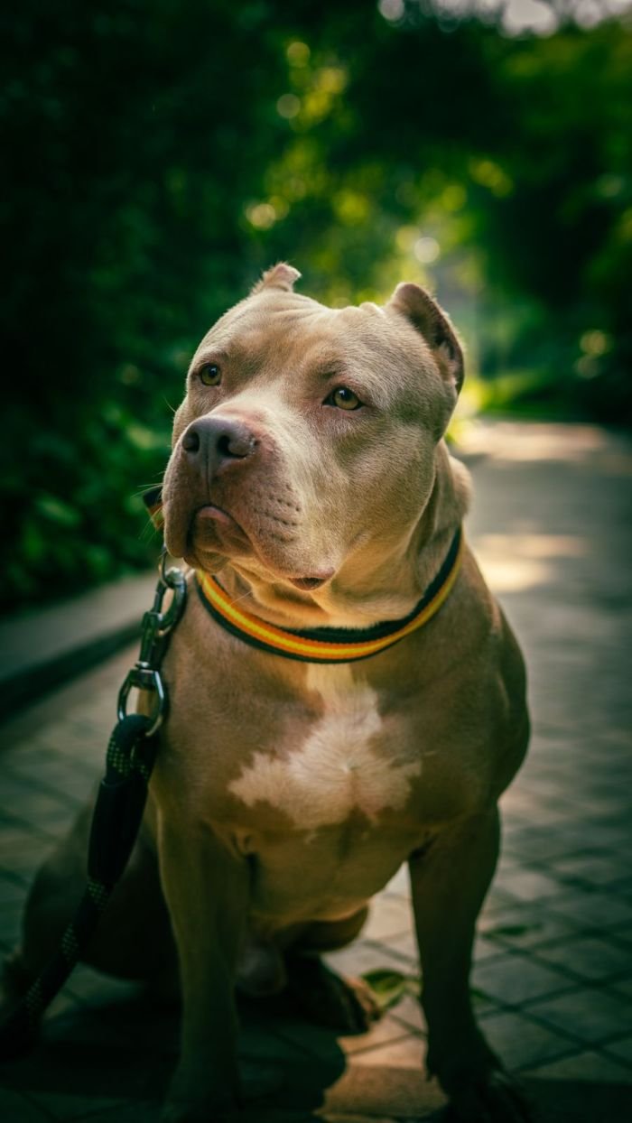 DogsIndia.com - American Bully - Mr.Manju