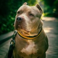 DogsIndia.com - American Bully - Mr.Manju